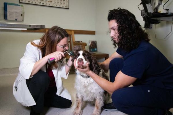 Balboa_Pet_Hospital-8791